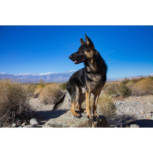 Muench, Zandria 아티스트의 German Shepherd in the Coachella Valley-California작품입니다.